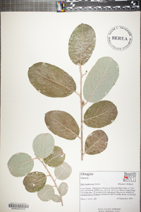 Salix hookeriana image