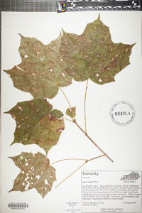 Acer nigrum image