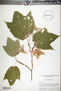 Acer pensylvanicum image