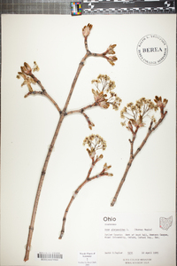 Acer platanoides image