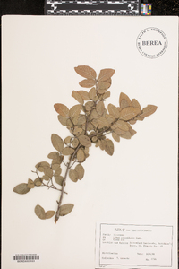 Ulmus crassifolia image