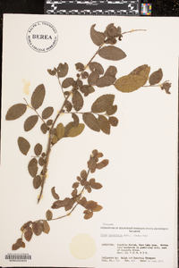 Ulmus crassifolia image