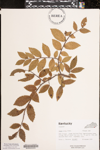 Ulmus alata image