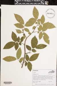 Ulmus alata image