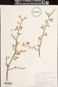 Ulmus alata image