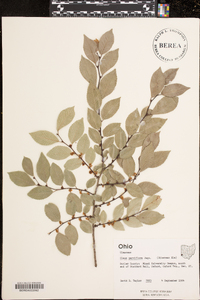 Ulmus parvifolia image