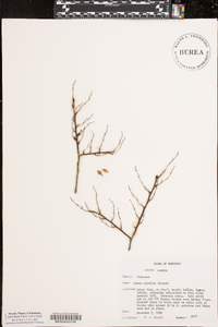 Ulmus serotina image