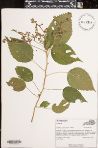 Laportea canadensis image