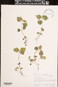 Urtica chamaedryoides image