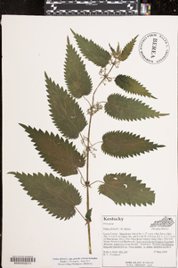 Urtica dioica image