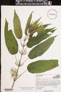 Urtica gracilis image