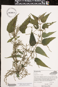 Urtica gracilis image