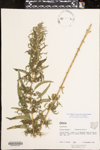 Urtica gracilis image