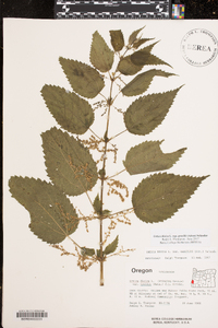 Urtica gracilis image