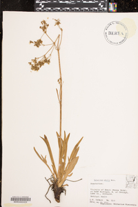 Valeriana edulis image