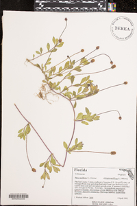 Phyla nodiflora image