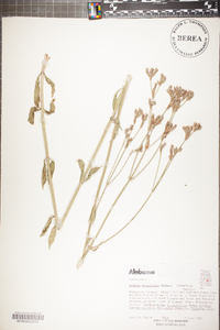 Verbena brasiliensis image