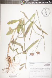 Verbena brasiliensis image