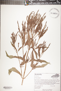 Verbena hastata image