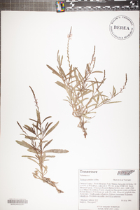 Verbena simplex image