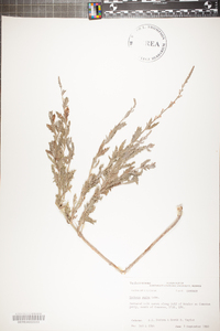 Verbena xutha image