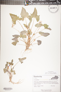 Viola palmata image