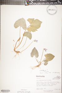 Viola palmata image