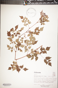 Ampelopsis arborea image