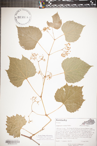 Ampelopsis cordata image