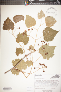 Ampelopsis cordata image