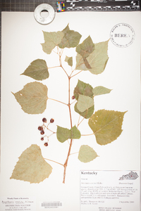 Ampelopsis cordata image