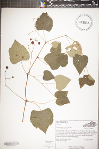 Ampelopsis cordata image