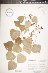 Ampelopsis cordata image