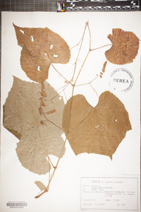 Vitis cinerea image