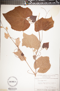 Vitis cinerea image