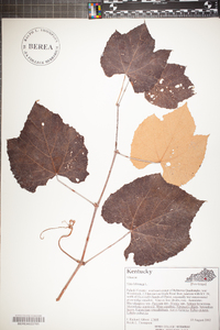 Vitis labrusca image