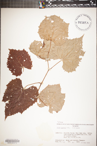 Vitis palmata image