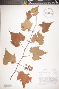 Vitis palmata image