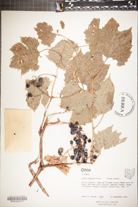 Vitis riparia image