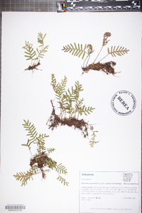 Pleopeltis polypodioides image