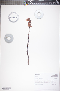 Hypopitys monotropa image