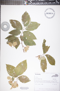 Ulmus thomasii image