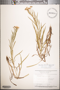 Solidago ptarmicoides image