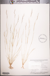 Aristida dichotoma image