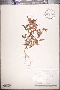 Acalypha virginica image