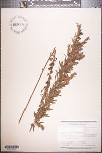 Lespedeza cuneata image