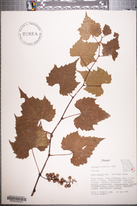 Vitis palmata image