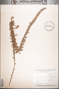 Lespedeza cuneata image