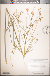 Callirhoe digitata image