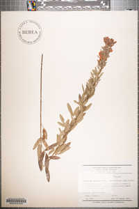 Lespedeza capitata image